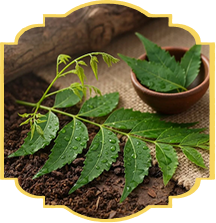 Neem