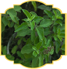 Tulsi