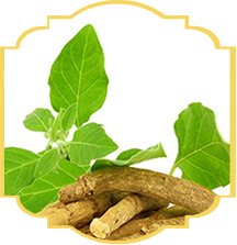 Ashwagandha