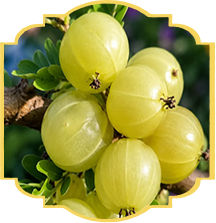 Amla