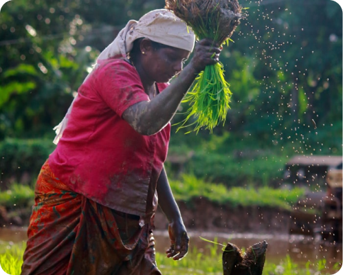 From Indian Farms to Your Home