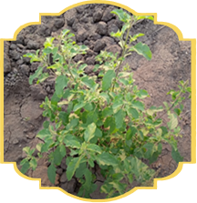 Organic Herbs